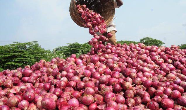 You are currently viewing Onion farmers link price hike, scarcity to flood, climate change