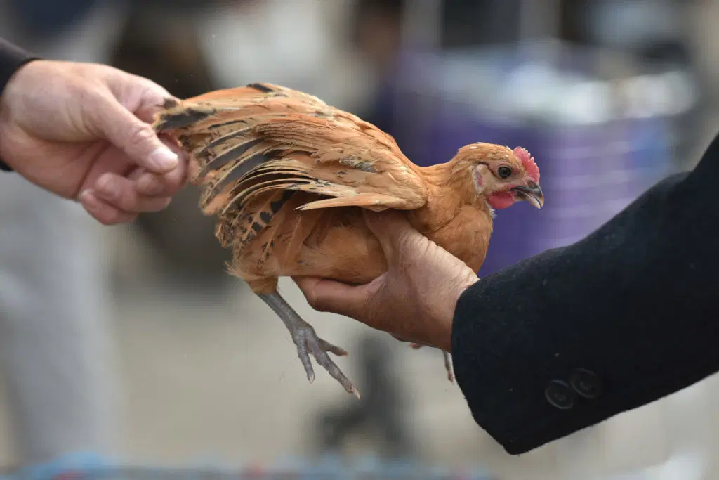 You are currently viewing US records first human death from bird flu