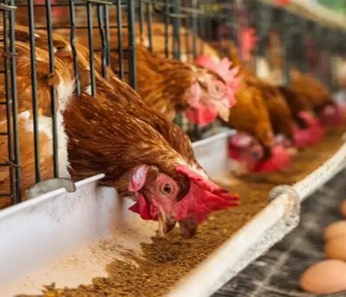 Read more about the article Huge Unsold Stock: ‘Poultry farmers are lamenting massive losses as people shunned chicken during Christmas, New Year’