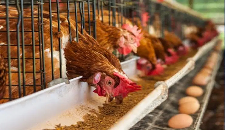 You are currently viewing Huge Unsold Stock: ‘Poultry farmers are lamenting massive losses as people shunned chicken during Christmas, New Year’