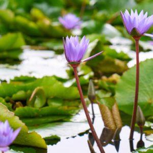 water hyacinth 750x375 1