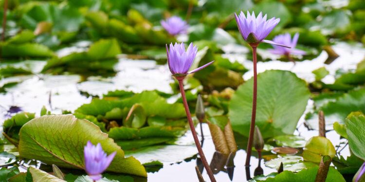 You are currently viewing Battling water hyacinth: How Lagos inland waterways are navigating the crisis 