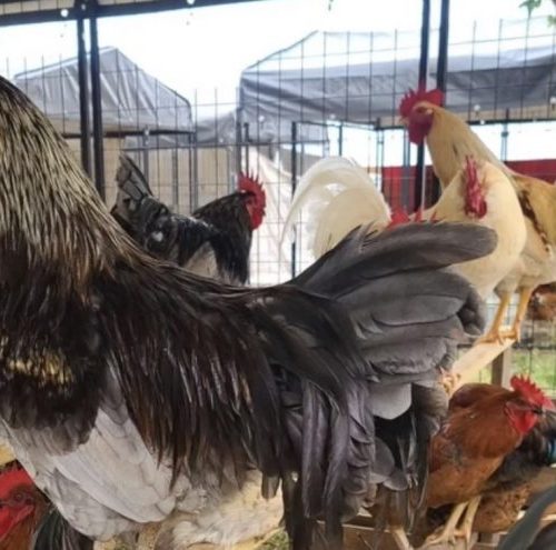 Read more about the article Ohio Reports First Human Case of Bird Flu