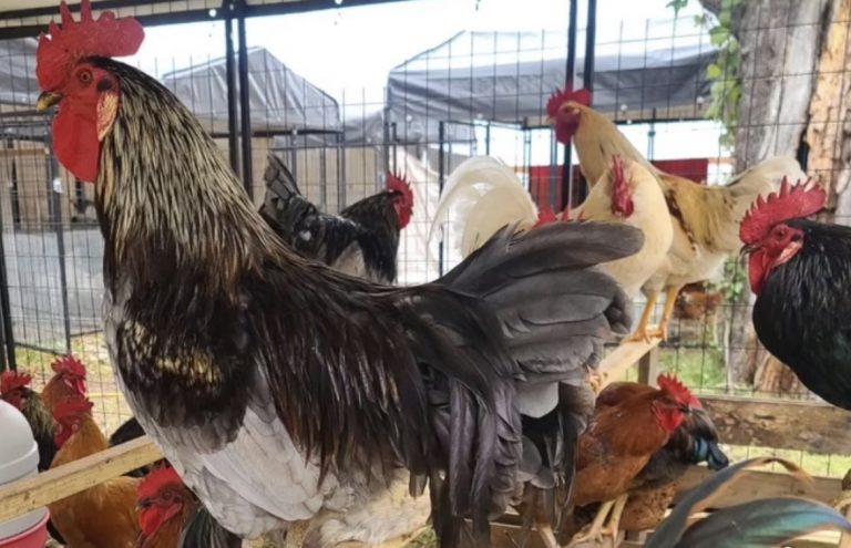 You are currently viewing Ohio Reports First Human Case of Bird Flu