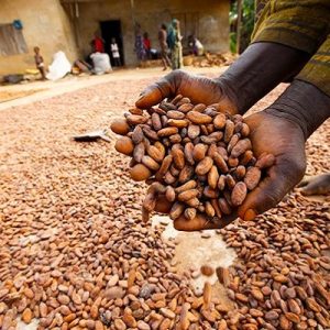 Nigeria Cocoa