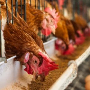 Poultry farm 750x375 1