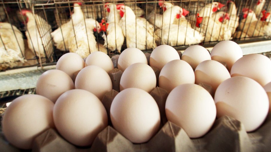 You are currently viewing N500m subsidy: Poultry farmers project drop in egg prices
