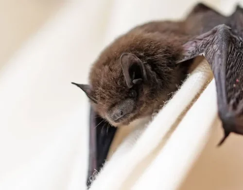 Read more about the article Fresh fears over another pandemic as new Coronavirus is discovered in bats