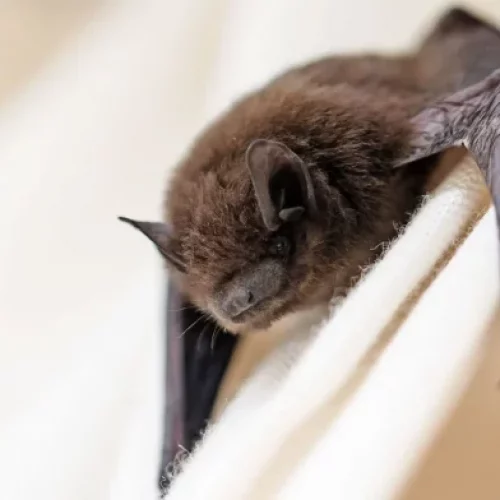 Fresh fears over another pandemic as new Coronavirus is discovered in bats