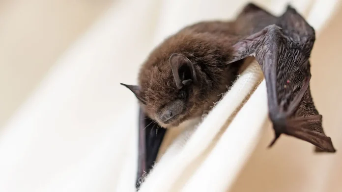 You are currently viewing Fresh fears over another pandemic as new Coronavirus is discovered in bats