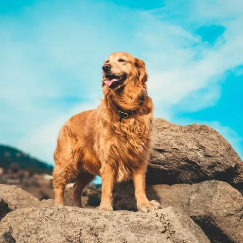 Read more about the article 10 Friendliest Dogs To Have Around Children