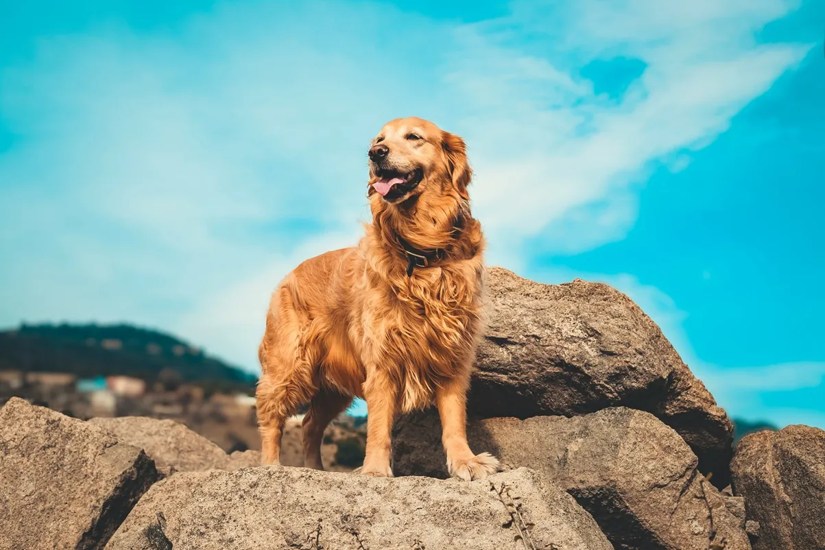You are currently viewing 10 Friendliest Dogs To Have Around Children