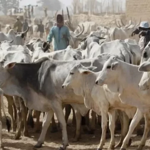 Ogun Govt Sets March 31 Deadline For Herders’ Registration