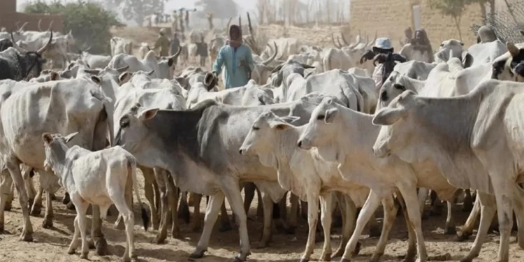 You are currently viewing Ogun Govt Sets March 31 Deadline For Herders’ Registration