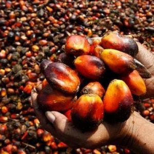 Palm oil kernels