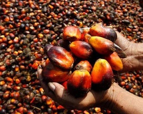 Read more about the article Nigeria’s top oil palm producers reap big amid naira slump