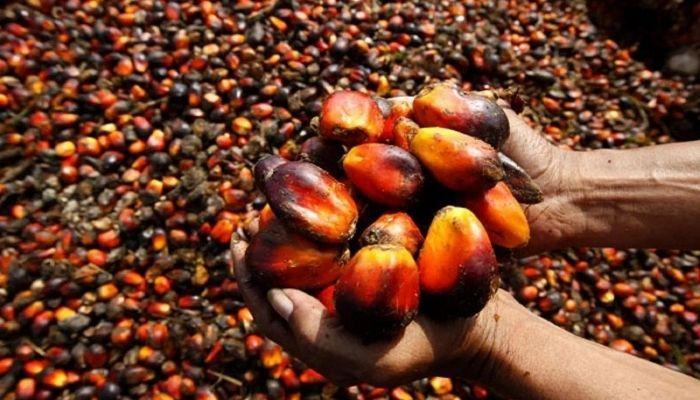 You are currently viewing Nigeria’s top oil palm producers reap big amid naira slump