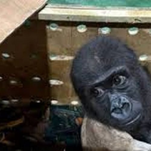 Nigeria, Turkey Working On Safe Return Of Smuggled Baby Gorilla From Nigeria