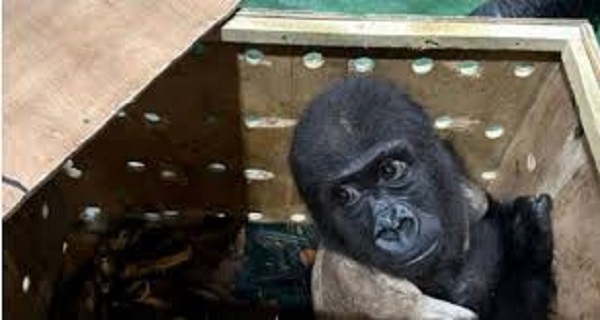 You are currently viewing Nigeria, Turkey Working On Safe Return Of Smuggled Baby Gorilla From Nigeria