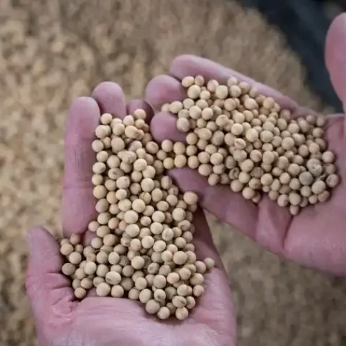 US Soybeans, Energy: Who Is Hit By China’s Tariff Retaliation?
