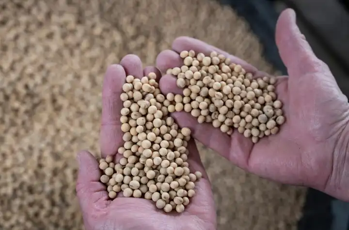 You are currently viewing US Soybeans, Energy: Who Is Hit By China’s Tariff Retaliation?