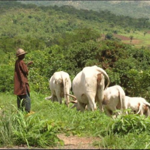 Police Arraign 50-year-old Man Over Alleged Unlawful Cattle Grazing
