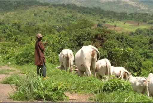 You are currently viewing Police Arraign 50-year-old Man Over Alleged Unlawful Cattle Grazing