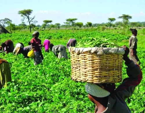 Read more about the article Farmers In Ondo, Ekiti, Osun Lament Death Of Skilled Labour, Cost Of Inputs