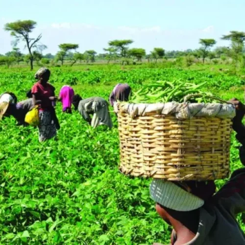 Farmers In Ondo, Ekiti, Osun Lament Death Of Skilled Labour, Cost Of Inputs