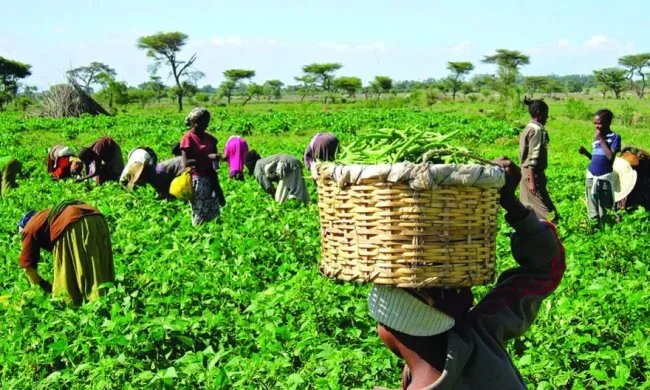 You are currently viewing Farmers In Ondo, Ekiti, Osun Lament Death Of Skilled Labour, Cost Of Inputs