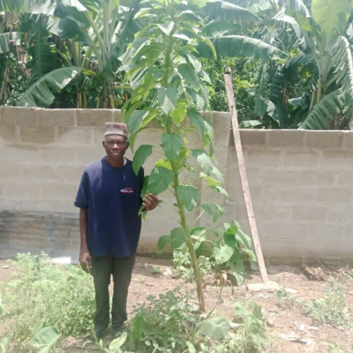 Read more about the article Just In: 9.5ft Tall Spinach Discovered In Ekiti