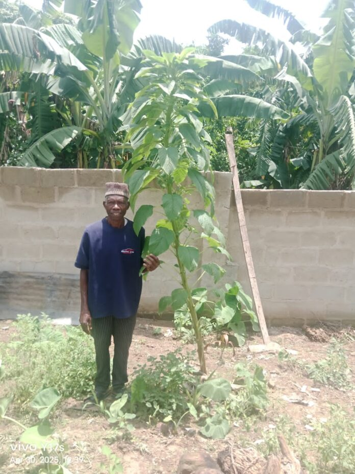 You are currently viewing Just In: 9.5ft Tall Spinach Discovered In Ekiti