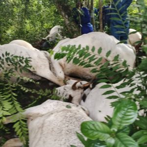 32 Cows Die After Lightning Strike in Ogun Forest