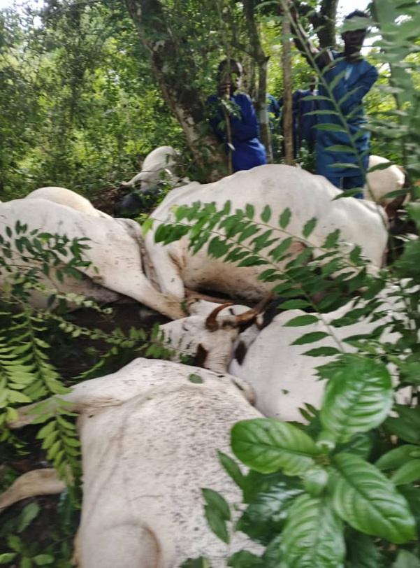 You are currently viewing 32 Cows Die After Lightning Strike in Ogun Forest