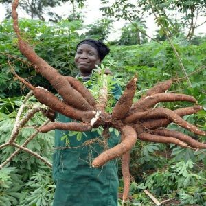 Cassava 1