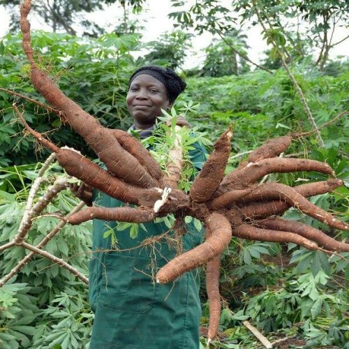 Read more about the article On World Cassava Day, Lens Zooms On Unlocking Opportunities, Industrialisation