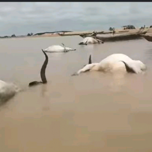 Over 100 Cows Die Mysteriously While Crossing River Benue 