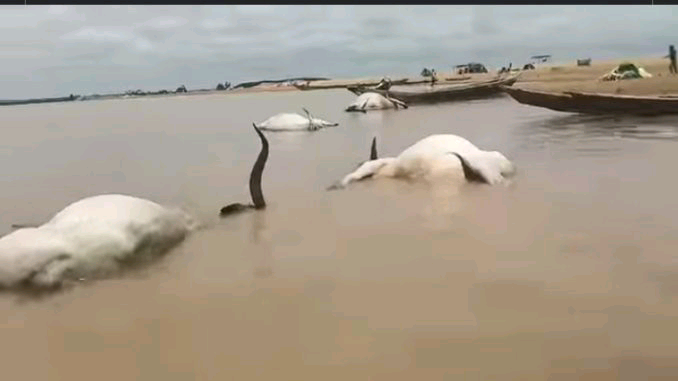 You are currently viewing Over 100 Cows Die Mysteriously While Crossing River Benue 