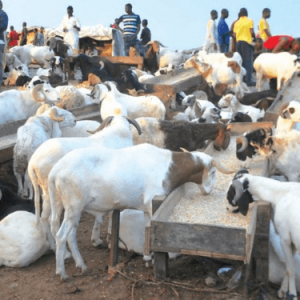 agbo 700x375 1