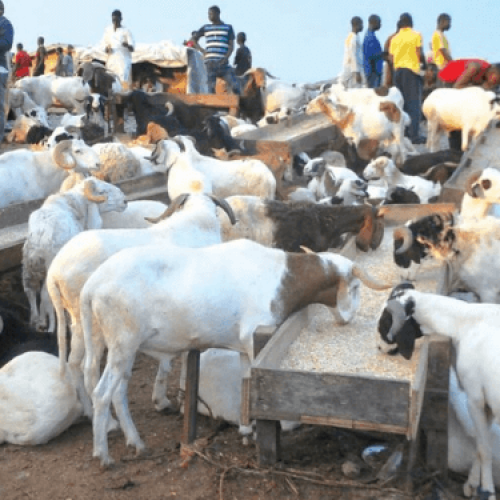 ‘Rams Everywhere, No Buyers’: Abuja Livestock Traders Lament Poor Eid El-Kabir Sales 