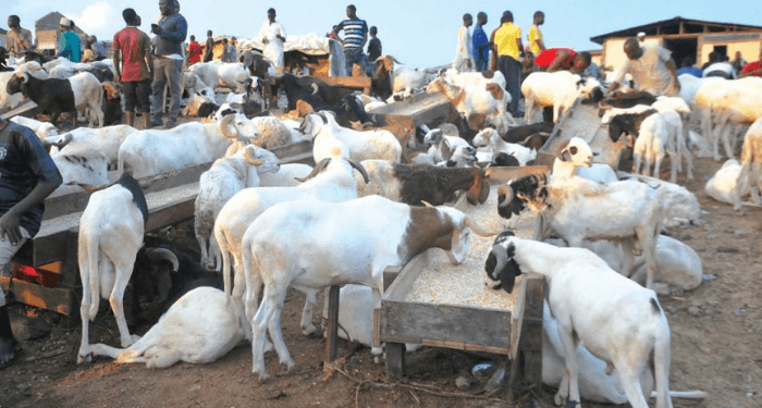 You are currently viewing ‘Rams Everywhere, No Buyers’: Abuja Livestock Traders Lament Poor Eid El-Kabir Sales 