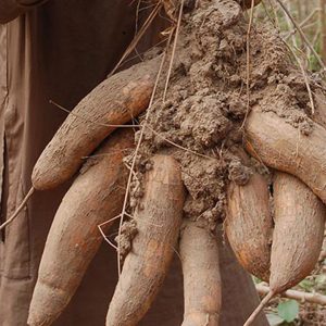 Cassava