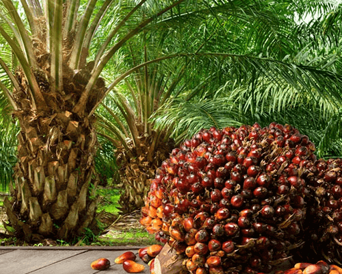 Read more about the article Nigeria’s Top Palm Oil Makers’ Profit To Hit N161bn As Prices Climb