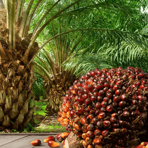 Nigeria’s Top Palm Oil Makers’ Profit To Hit N161bn As Prices Climb