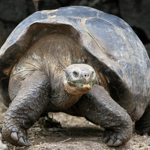 Read more about the article Turtles Could Hold Key To Curing Cancer