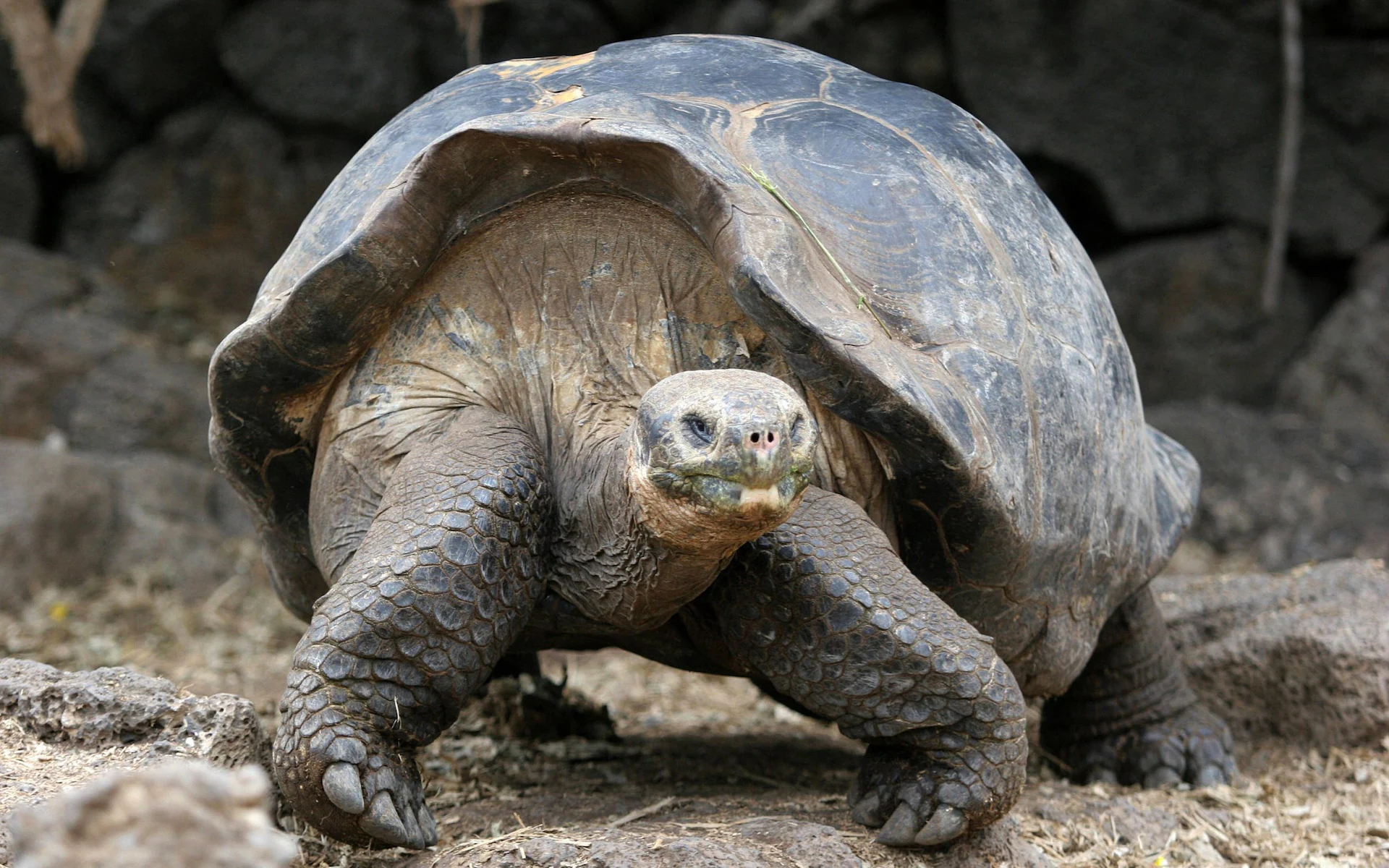 You are currently viewing Turtles Could Hold Key To Curing Cancer