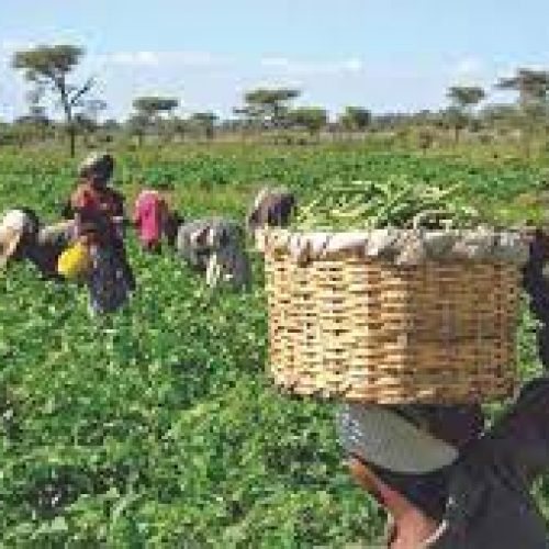 Niger Farmers Reel From Devastating Bandit Attack