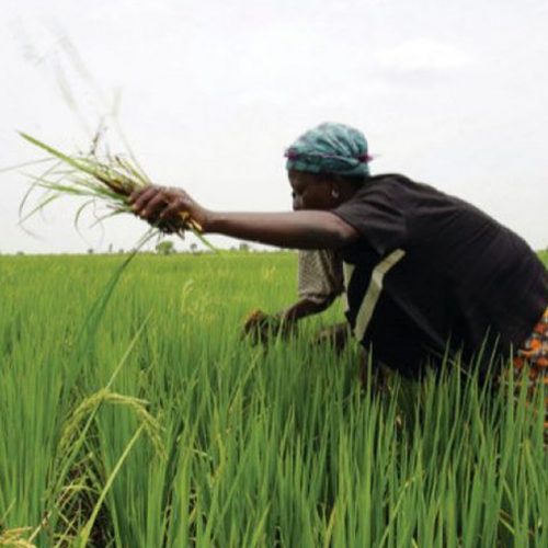 Read more about the article Niger, Dangote Rice Sign ₦1.8 Trillion Deal To Boost Paddy Rice Production
