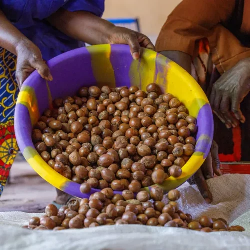 Read more about the article Shea Nut Prices Plunge After Nigeria Announces Ban on Exports
