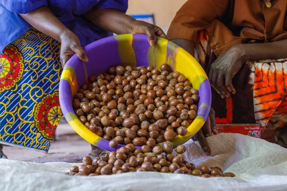 You are currently viewing Shea Nut Prices Plunge After Nigeria Announces Ban on Exports
